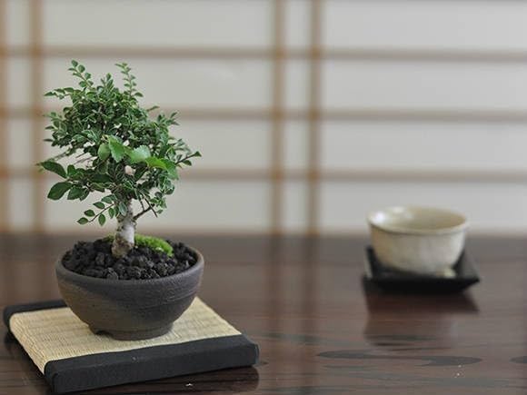 獅子頭盆栽❗️破格値下げ❗️もみじ盆栽 紅葉盆栽 雑木盆栽 小品盆栽